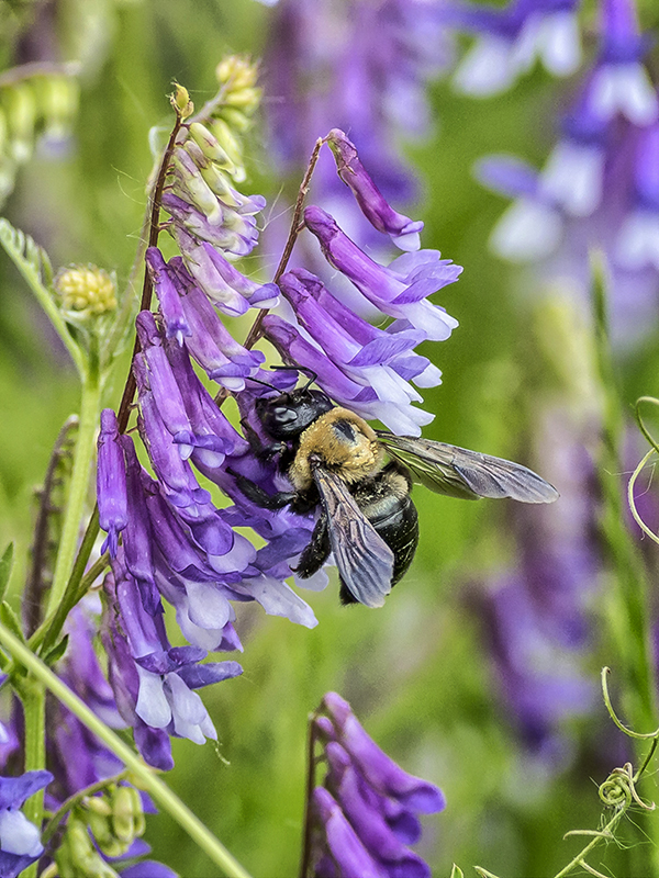 IMAGE: http://bimmermail.com/GPBFC/may25/gpbfc01-sm.jpg