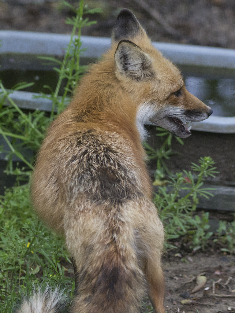 Mama Fox
