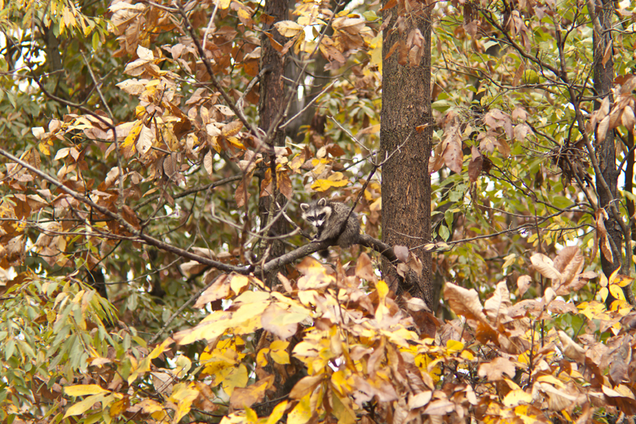 IMAGE: http://bimmermail.com/critters/rac08-ff-sm.jpg