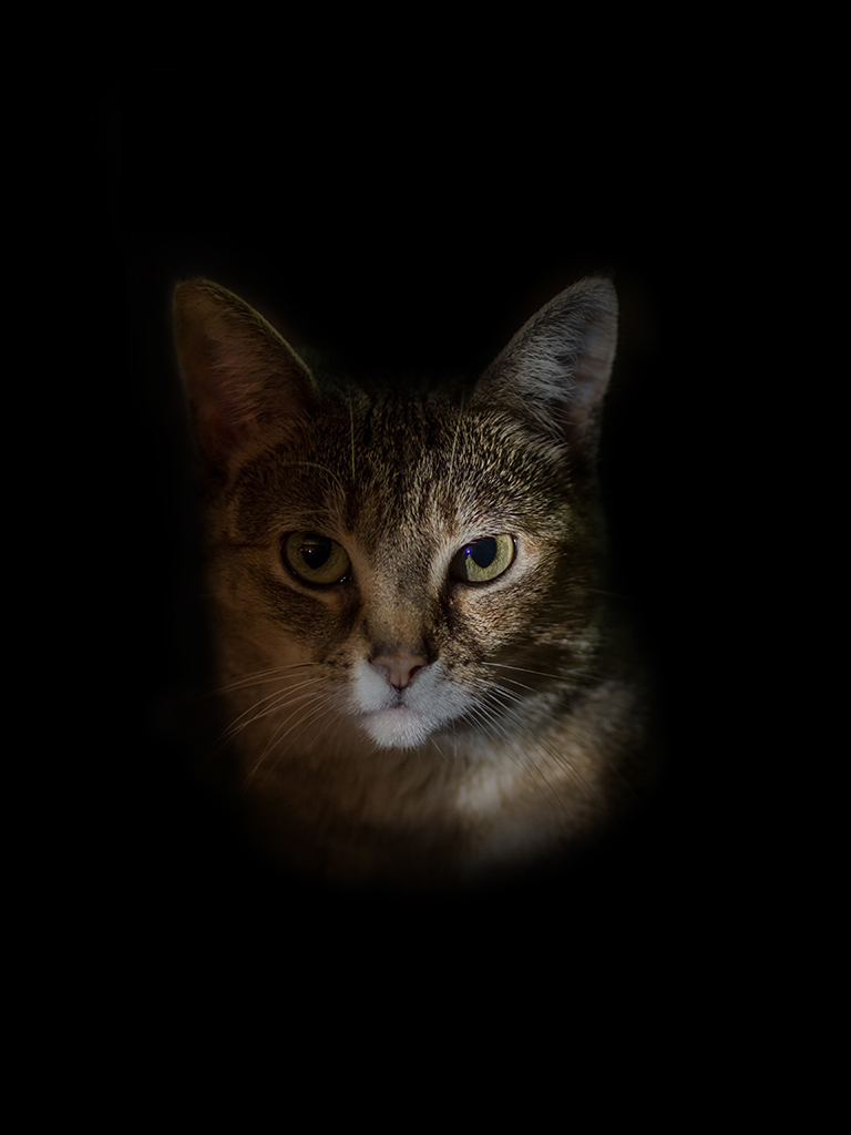Scotchie - International Cat of Mystery