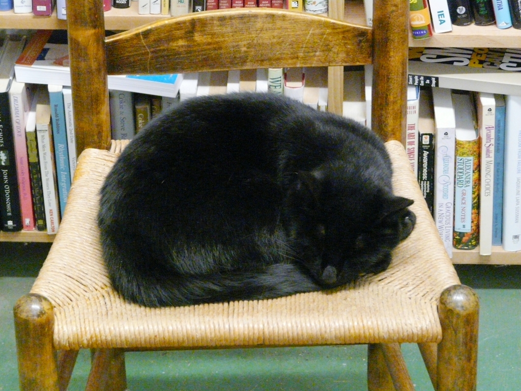 Book Barn Cat