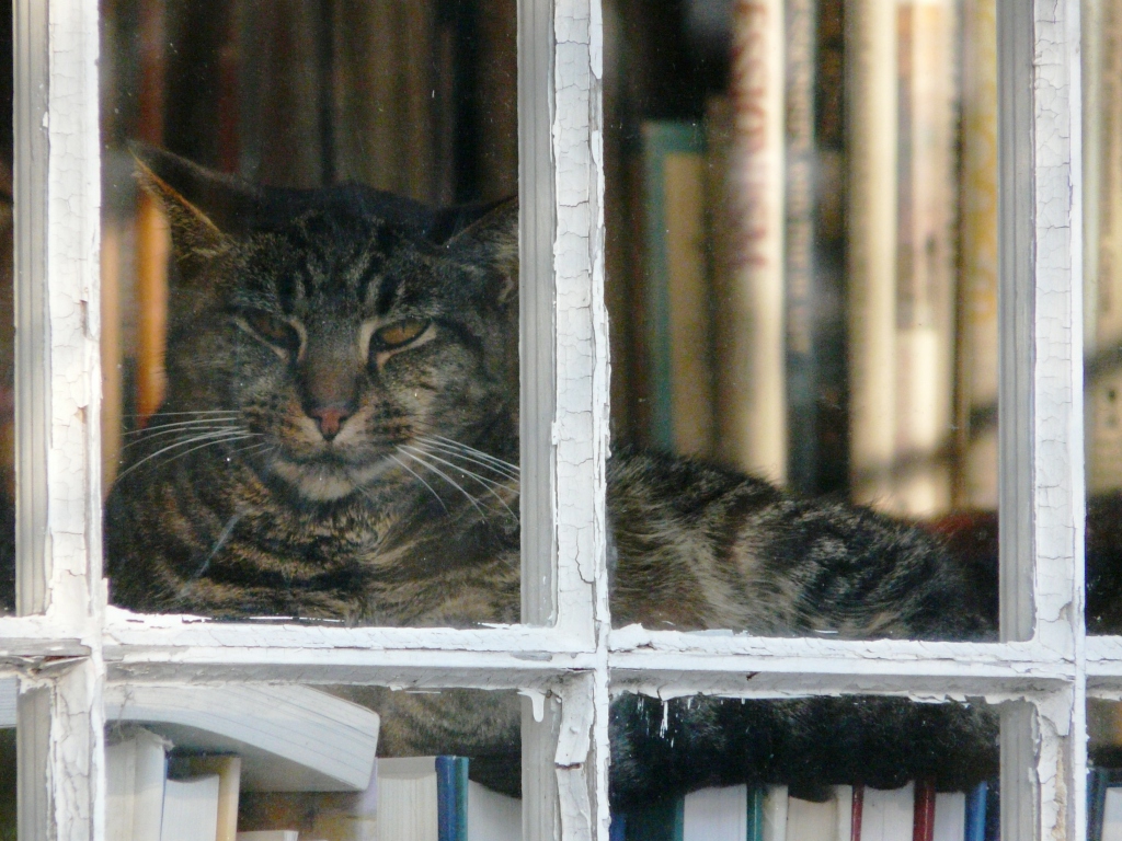 Book Barn Cats