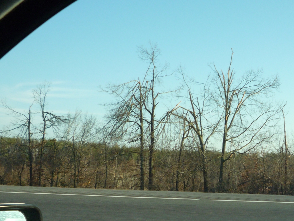 Tree damage.